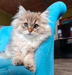 British langhaar golden black shaded., Dieren en Toebehoren, Katten en Kittens | Raskatten | Korthaar, Kater, Met stamboom, 0 tot 2 jaar