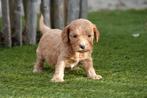 Prachtige Cockapoo pups (wavy fleece vacht), Dieren en Toebehoren, België, Overige rassen, CDV (hondenziekte), 8 tot 15 weken