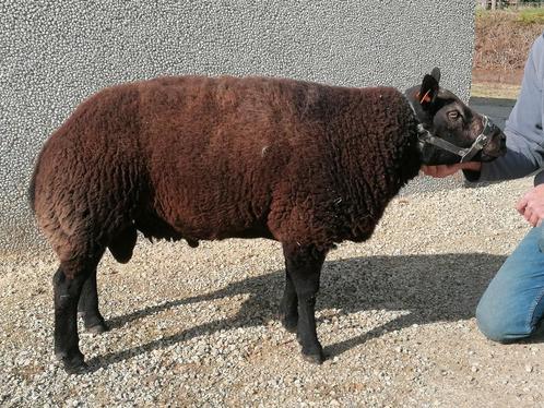 Texel dekram, Dieren en Toebehoren, Schapen, Geiten en Varkens, Schaap, Mannelijk, 3 tot 5 jaar