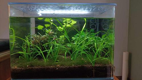 Dennerle 35 Liter (scapers tank), Dieren en Toebehoren, Vissen | Aquaria en Toebehoren, Zo goed als nieuw, Gevuld zoetwateraquarium