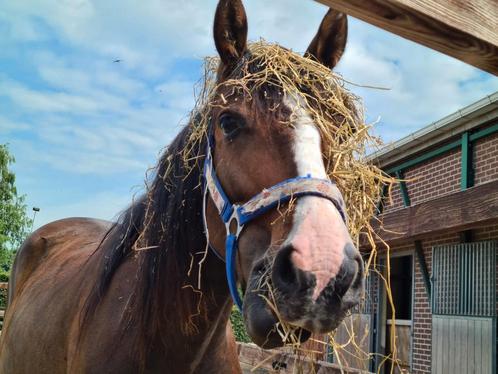 Prachtige toekomstig sportpaard, röntgen goedgekeurd, Animaux & Accessoires, Poneys, Jument, Non dressé, Poney de dressage, 3 à 6 ans