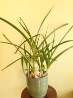 ornithogalum caudatum 7 knollen, Ophalen