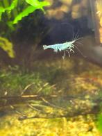 Neocaridina Davidi sp. Blue Jelly, Kreeft, Krab of Garnaal, Zoetwatervis, Schoolvis