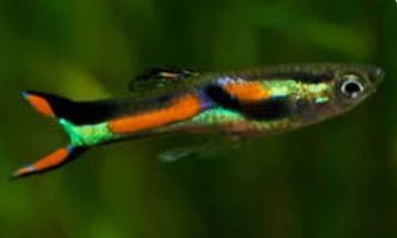 Endlers (endler guppy) mooi veelkleurig aquarium vis (nano)