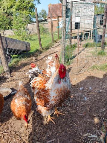 Wyandotte groothoender broedeieren  beschikbaar voor biedingen