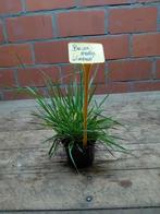Siergrassen Hobbykweek, Ophalen, Vaste plant, Siergrassen