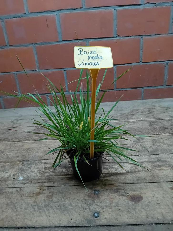 Siergrassen Hobbykweek, Tuin en Terras, Planten | Tuinplanten, Vaste plant, Siergrassen, Ophalen