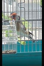 Putter man, Mannelijk, Zangkanarie