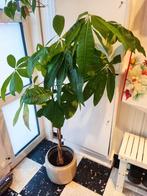 Mooie pachira binnenplant 1,4 meter, Ophalen