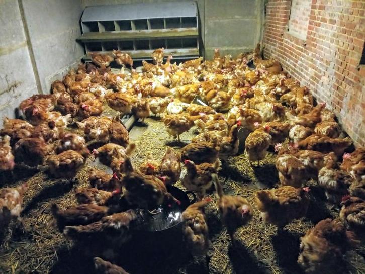 Poules pondeuses secourues à vendre, Animaux & Accessoires, Volatiles, Poule ou poulet, Femelle