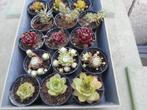 PLANTEN, Tuin en Terras, Overige soorten, Volle zon, Vaste plant, Ophalen of Verzenden