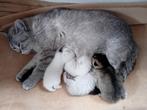Raszuivere Brits Korthaar kittentjes, Dieren en Toebehoren, Katten en Kittens | Raskatten | Korthaar, Meerdere dieren, Gechipt