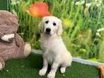 Golden Retriever pups, Golden retriever, België, 8 tot 15 weken, CDV (hondenziekte)