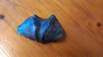 Fossiel Brachiopoda, spirifer sp., Collections, Minéraux & Fossiles, Enlèvement ou Envoi, Fossile