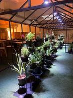Plantenhouder, Huis en Inrichting, Ophalen