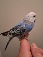 Handtamme grasparkiet, Dieren en Toebehoren