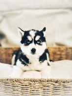 Belgische husky pups te koop, Dieren en Toebehoren, CDV (hondenziekte), Meerdere, Poolhond, 8 tot 15 weken