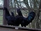 Volailles Ayam Semani, Dieren en Toebehoren, Pluimvee, Kip, Meerdere dieren