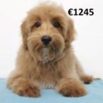 Vrolijke en zachte Maltipoo pups te koop, 15 weken tot 1 jaar, Buitenland, CDV (hondenziekte), Meerdere