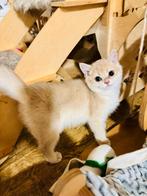 Golden Brits korthaar en langhaar kittens, Dieren en Toebehoren, Katten en Kittens | Raskatten | Korthaar, Meerdere dieren, Gechipt