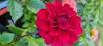 Dahlia knollen, Verzenden, Voorjaar, Halfschaduw, Knol