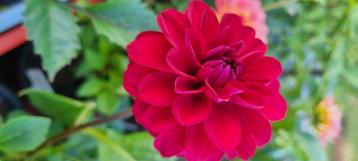 Dahlia knollen beschikbaar voor biedingen