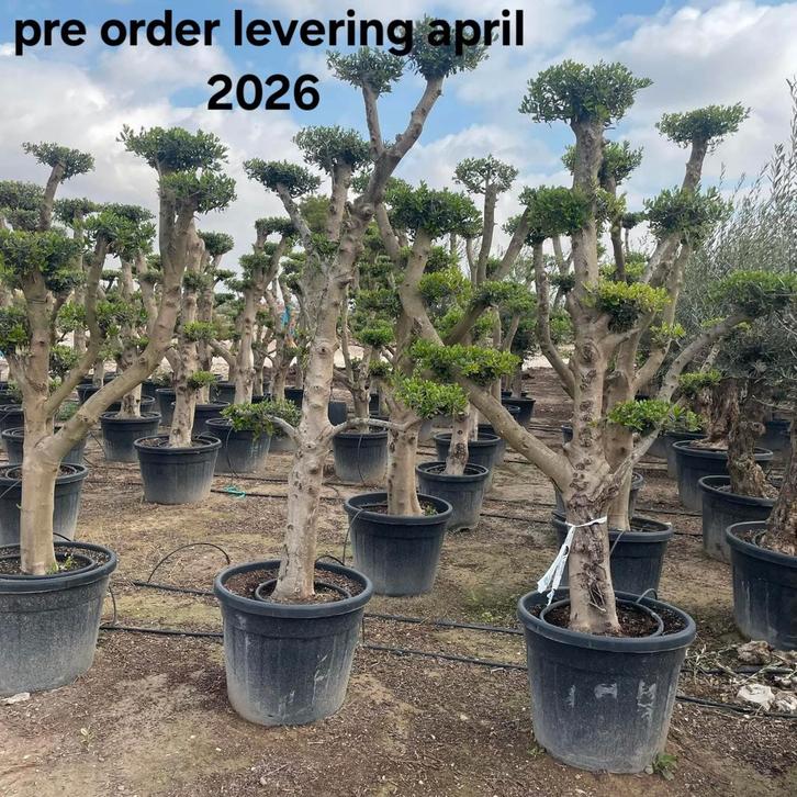 ‼️olijfbomen olea europaea vanaf april in België ‼️, Tuin en Terras, Planten | Bomen, Ophalen