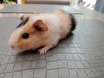 Cavia's, Mei, Meerdere dieren, Cavia