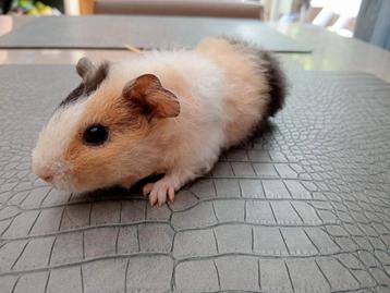 Cavia's  beschikbaar voor biedingen