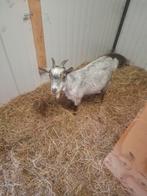 Blauwschimmel  and tan dwerg geit mieke, Dieren en Toebehoren, Geit