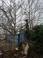 Bois à donner, 6 m³ ou plus, Enlèvement, Autres essences de bois, Bûches