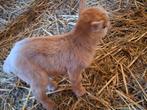 Dwerggeitje, Dieren en Toebehoren, Schapen, Geiten en Varkens, Mannelijk