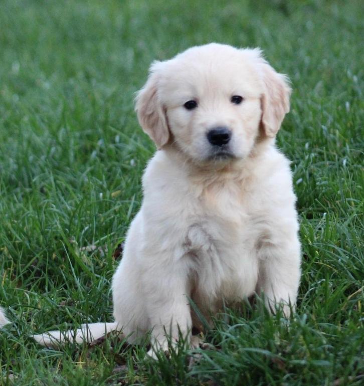 Golden Retriever pups, Dieren en Toebehoren, Honden | Retrievers, Spaniëls en Waterhonden, Meerdere dieren, Golden retriever, Fokker | Professioneel