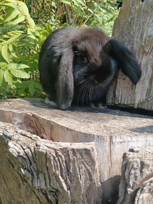 Raszuivere Nederlandse dwerg hangoor konijntjes, Dieren en Toebehoren, Konijnen, Dwerg, Vrouwelijk, 0 tot 2 jaar, Hangoor