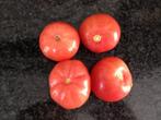5 graines de tomate de bœuf portugaise - cultivées biologiqu, Graine, Printemps, Envoi