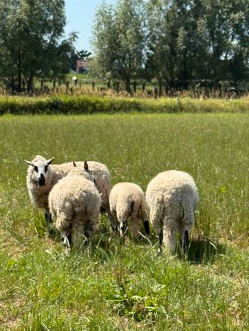 Schapen beschikbaar voor biedingen