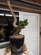 Bonsai boompje met pot en karretje en watermeter, Tuin en Terras, In pot, Minder dan 100 cm, Overige soorten, Volle zon