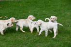 Blonde Labrador pups te koop, Dieren en Toebehoren, Honden | Retrievers, Spaniëls en Waterhonden, België, CDV (hondenziekte), 8 tot 15 weken