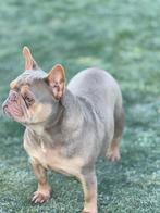 Franse buldog, België, Fokker | Hobbymatig, Bulldog, Eén hond