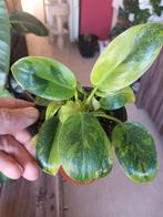 Philodendron Green Congo, Huis en Inrichting, Ophalen of Verzenden