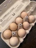 Broedeieren shamo, Dieren en Toebehoren, Ophalen, Zo goed als nieuw