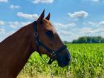 12 jarige ruin, Dieren en Toebehoren, Paarden, Ruin