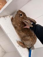 Vlaamse reus voedster, Dieren en Toebehoren