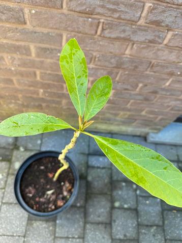  avocado- +_70cm -5j oud beschikbaar voor biedingen