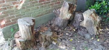 brandhout hout bloemschikken gratis afhalen in Kortessem beschikbaar voor biedingen