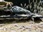 L144 ancistrus snowwhite, Dieren en Toebehoren, Vissen | Aquariumvissen