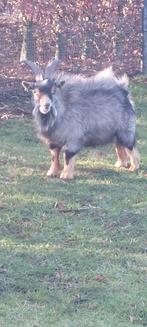 dwerggeit bokje 2 jaar, Dieren en Toebehoren, Schapen, Geiten en Varkens