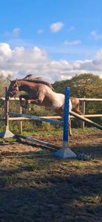 Jument appalose, Jument