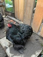 Cochin krielen zwart 25€, Dieren en Toebehoren