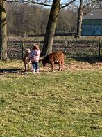 Dwerggeitjes, Dieren en Toebehoren, Schapen, Geiten en Varkens, Mannelijk, Geit, 0 tot 2 jaar